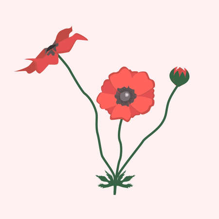 Red poppy flower vector illustration, summer gardenのイラスト素材