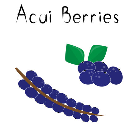 Acai berries. Healthy detox natural product. Organik dietary supplement fruit. Superfood, berry for homeopathy. Cartoon vector illustrationのイラスト素材