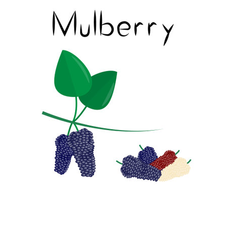 Mulberry berries. Healthy detox natural product. Organik dietary supplement fruit. Superfood, berry for homeopathy. Cartoon vector illustrationのイラスト素材