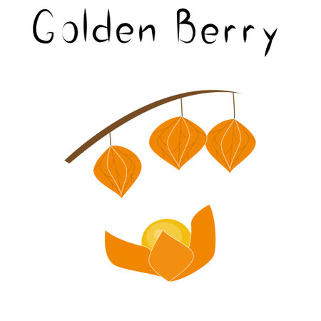 Physalis or golden berries. Healthy detox natural product. Organik dietary supplement fruit. Superfood, berry for homeopathy. Cartoon vector isolated illustrationのイラスト素材