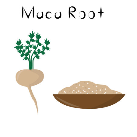 Maca Root. Healthy detox natural product. Organik dietary supplement vegetable. Superfood, root for homeopathy. Cartoon vector illustrationのイラスト素材