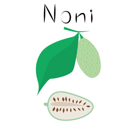 Noni fruit. Healthy detox natural product. Organik dietary supplement food. Superfood, morinda citrifolia for homeopathy. Cartoon vector isoleted illustrationのイラスト素材