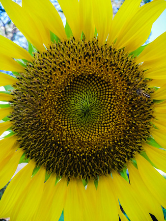 Sunflowers brighten the garden and depending on the variety, they produce their sunny blooms year-round.の写真素材