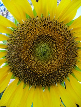 Sunflowers brighten the garden and depending on the variety, they produce their sunny blooms year-round.の写真素材