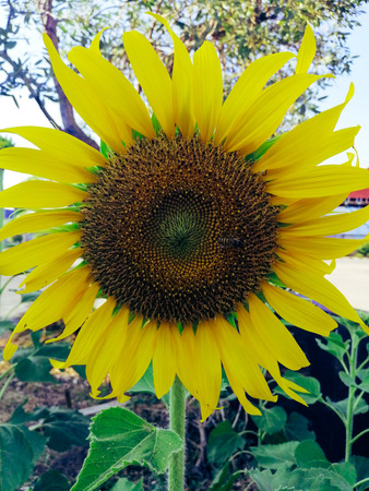 Sunflowers brighten the garden and depending on the variety, they produce their sunny blooms year-round.の写真素材