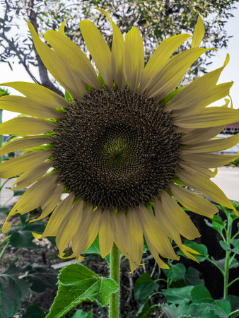 Sunflowers brighten the garden and depending on the variety, they produce their sunny blooms year-round.の写真素材
