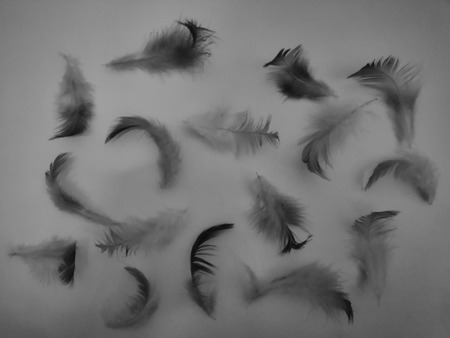 The color feather texture background imagesの写真素材