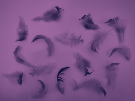 The color feather texture background imagesの写真素材