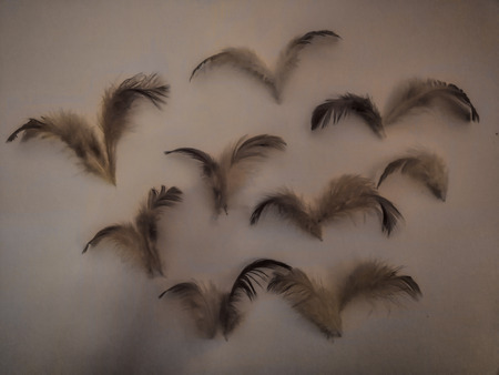 The color feather texture background imagesの写真素材