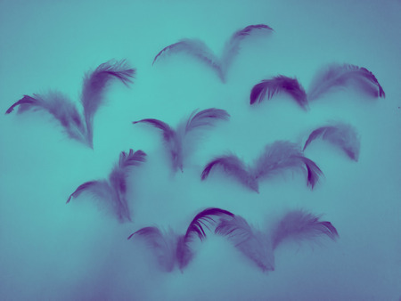 The color feather texture background imagesの写真素材