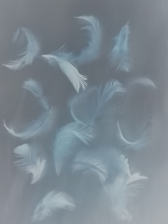 The colorful feather textures background wallpaperの写真素材