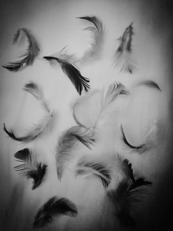 The colorful feather textures background wallpaperの写真素材