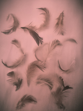The colorful feather textures background wallpaperの写真素材