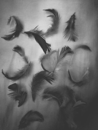 The colorful feather textures background wallpaperの写真素材