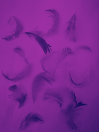 The colorful feather textures background wallpaperの写真素材