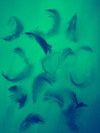 The colorful feather textures background wallpaperの写真素材