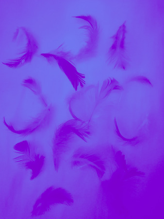 The colorful feather textures background wallpaperの写真素材