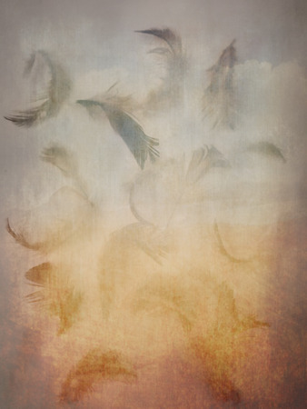 The colorful feather textures background wallpaperの写真素材