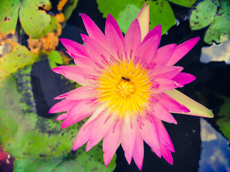 Lotus flower in the water textures artの写真素材