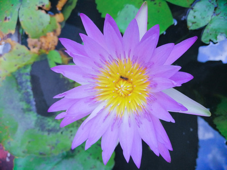 Lotus flower in the water textures artの写真素材