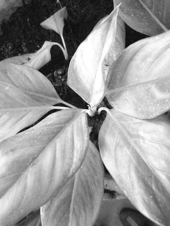 Ornamental plants colorful leaf in the flowerpotの写真素材
