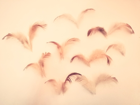 The colorful feather background wallpaperの写真素材