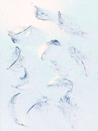 The colorful feather textures background wallpaperの写真素材