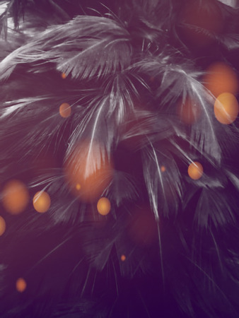 The colorful feather textures background wallpaperの写真素材