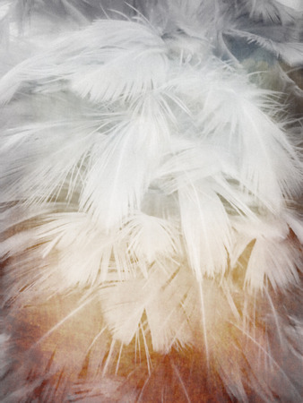The colorful feather textures background wallpaperの写真素材