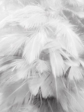 The colorful feather textures background wallpaperの写真素材