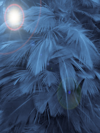 The colorful feather textures background wallpaperの写真素材