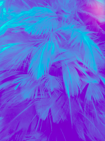 The colorful feather textures background wallpaperの写真素材
