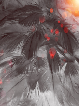 The colorful feather textures background wallpaperの写真素材
