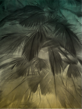 The colorful feather textures background wallpaperの写真素材