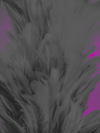 The colorful feather textures background wallpaperの写真素材