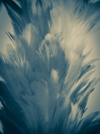 The colorful feather textures background wallpaperの写真素材