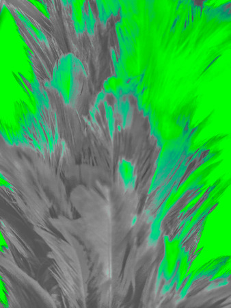 The colorful feather textures background wallpaperの写真素材