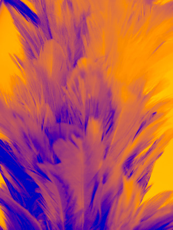 The colorful feather textures background wallpaperの写真素材