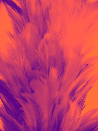 The colorful feather textures background wallpaperの写真素材