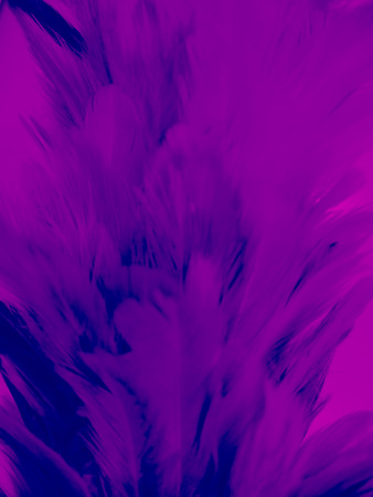The colorful feather textures background wallpaperの写真素材