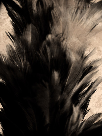 The colorful feather textures background wallpaperの写真素材
