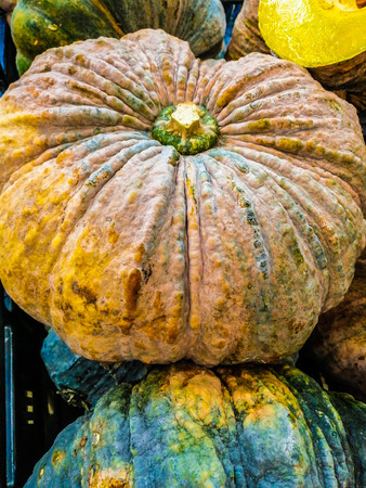 The vegetable fresh pumpkin in the marketの写真素材