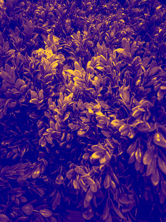 Beautiful grass and three leaf background texture and wallpaperの写真素材