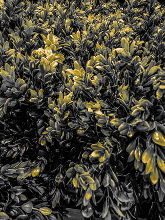 Beautiful grass and three leaf background texture and wallpaperの写真素材