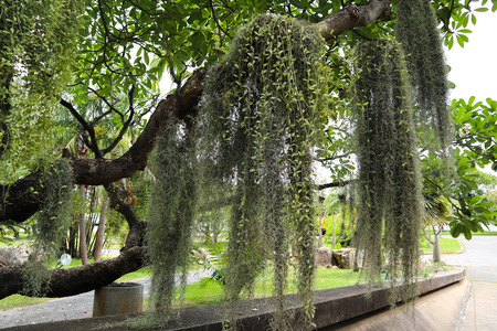 Beautiful tree, flowers and plants in the garden parks