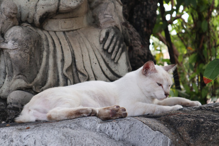 cute cat sleep on the rock gardensの写真素材