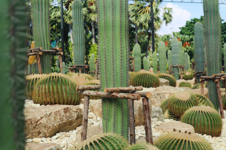 Beautiful cactus tree in the outdoor gardens and patksの写真素材