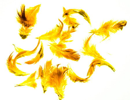 Beautiful colorful pink orange white yellow and black feathers textures background and wallpaperの写真素材