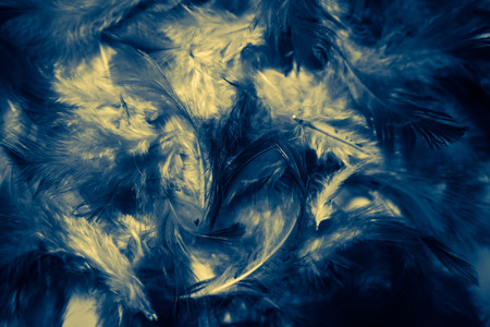 Beautiful colorful black and white feathers textures background and wallpaper artの写真素材