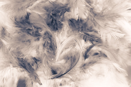 Beautiful colorful black and white feathers textures background and wallpaper artの写真素材